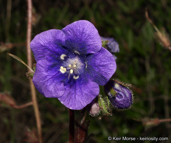 Image of Parry's phacelia