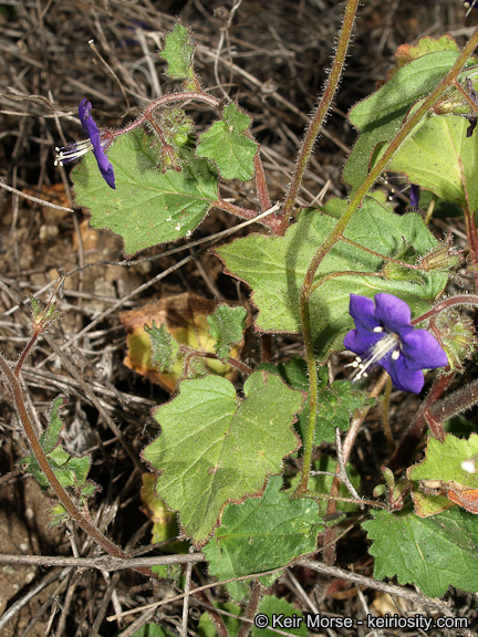 Image of Parry's phacelia