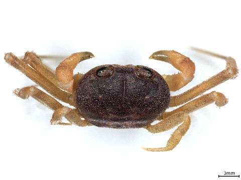 Image of land crabs