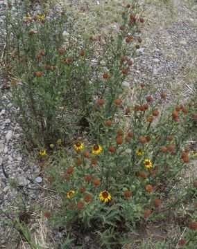 Image of alkali sunflower