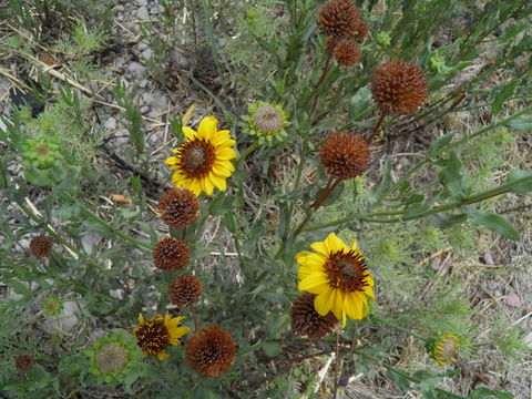 Image of alkali sunflower