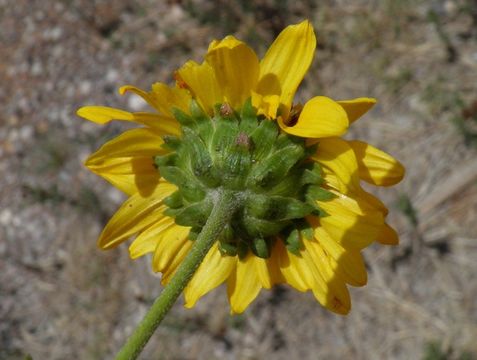 Image of alkali sunflower