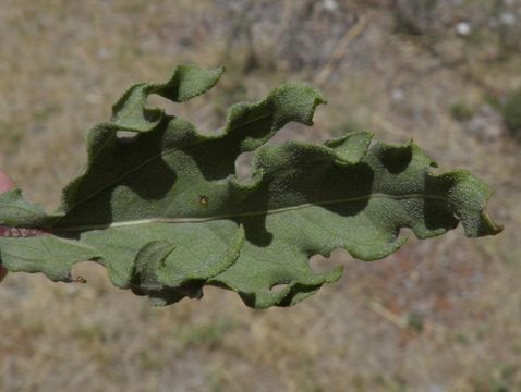 Image of alkali sunflower