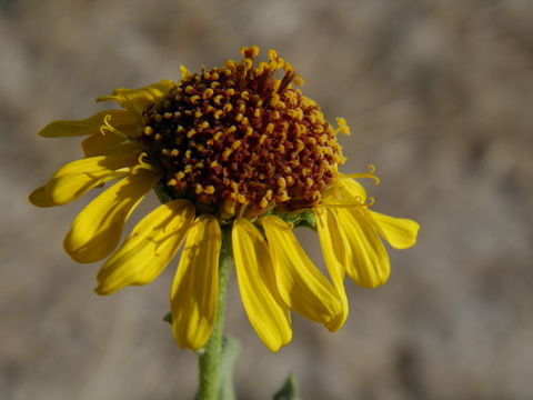 Image of alkali sunflower