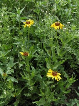 Image of alkali sunflower