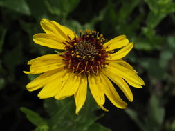 Image of alkali sunflower