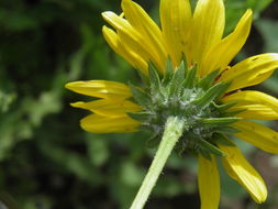 Image of alkali sunflower