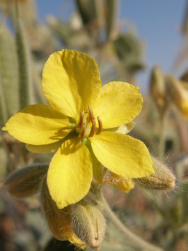 Image of Trans-Pecos senna