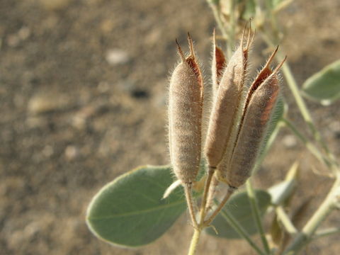 Image of Trans-Pecos senna