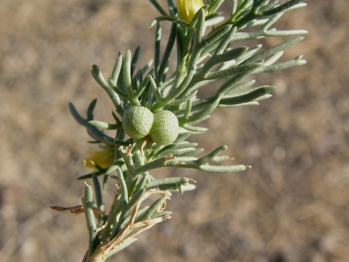 Image de Peganum mexicanum A. Gray