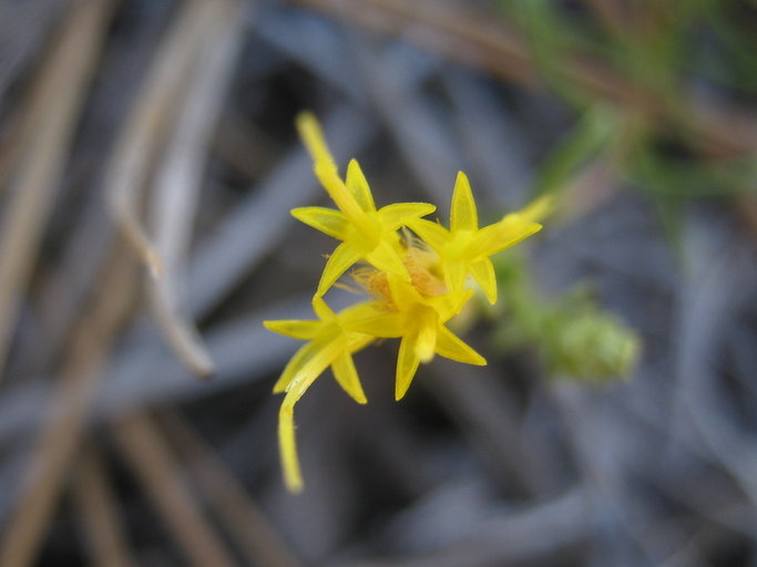 Imagem de Ericameria ophitidis (J. T. Howell) G. L. Nesom