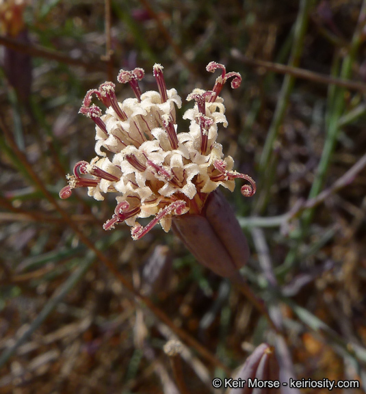 صورة Porophyllum gracile Benth.