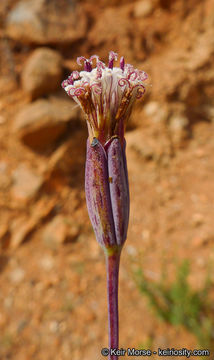 صورة Porophyllum gracile Benth.