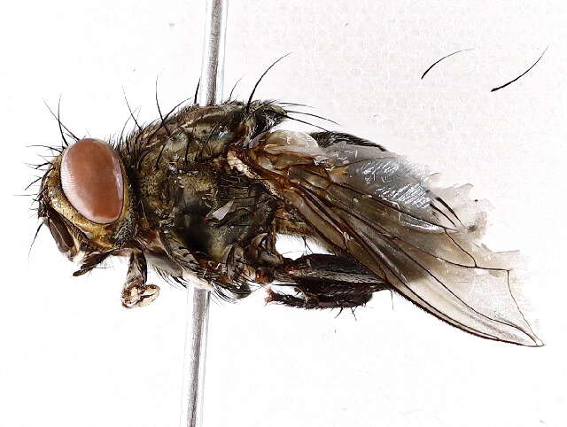 Image of Screwworm Flies