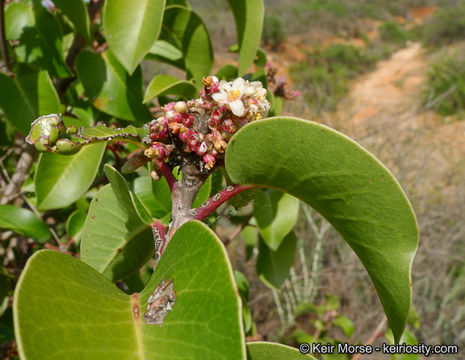 Imagem de Rhus ovata S. Wats.