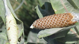 Imagem de Asclepias speciosa Torr.