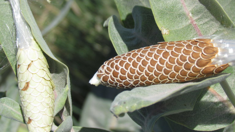 Image of showy milkweed