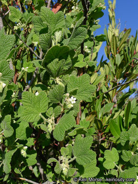 Image of whiteflower currant