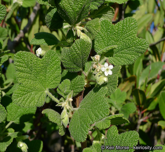 Image of whiteflower currant