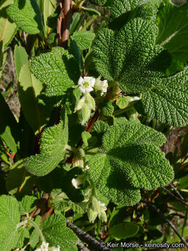 Image of whiteflower currant