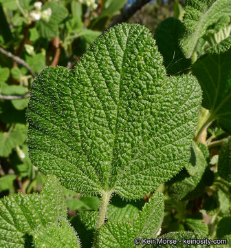 Image of whiteflower currant