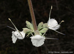 Image of white sage