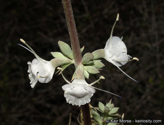 Image of white sage