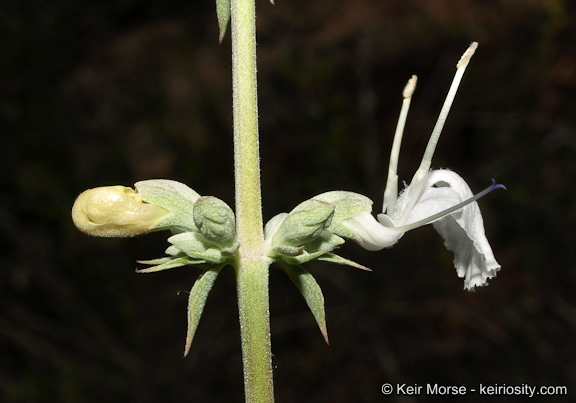 Image of white sage