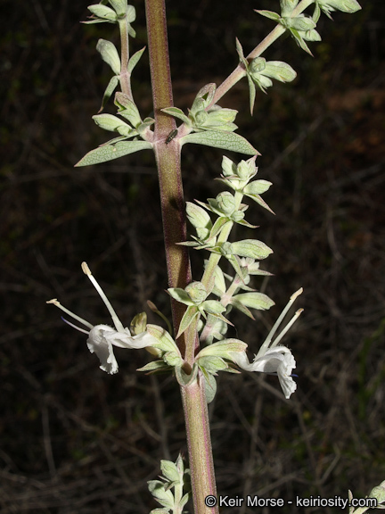 Image of white sage