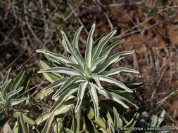 Image of white sage