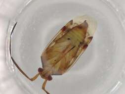 Image of Eustictus