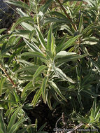 Image of white sage