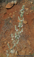 Image of white sage