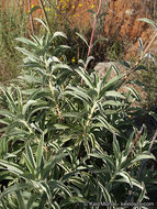 Image of white sage