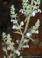 Image of white sage