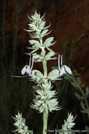 Image of white sage