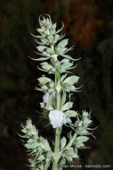 Image of white sage