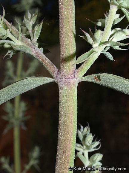 Image of white sage