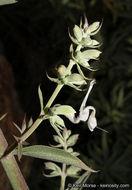 Image of white sage