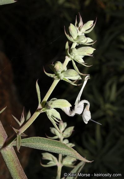 Image of white sage