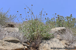 Imagem de Salvia clevelandii (A. Gray) Greene