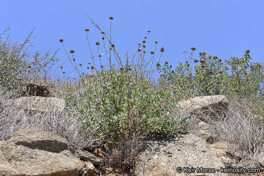 Imagem de Salvia clevelandii (A. Gray) Greene