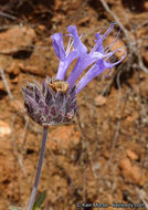 Salvia clevelandii (A. Gray) Greene resmi