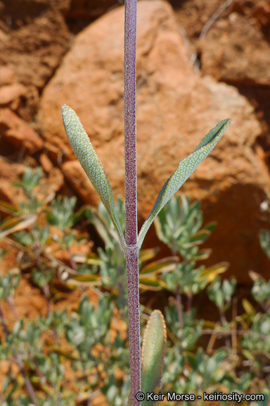 Imagem de Salvia clevelandii (A. Gray) Greene