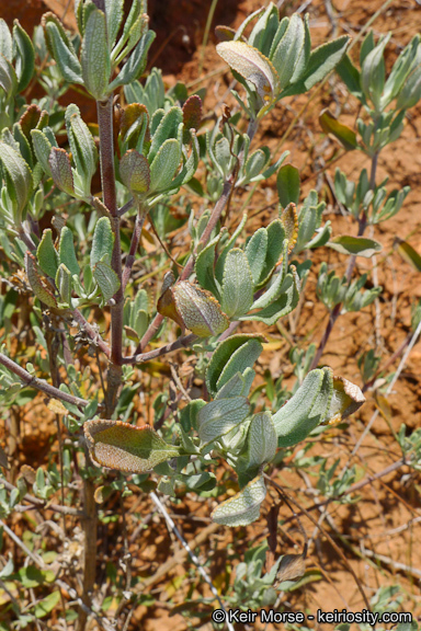 Image of fragrant sage