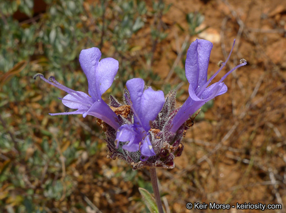 Salvia clevelandii (A. Gray) Greene resmi