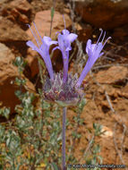 Salvia clevelandii (A. Gray) Greene resmi