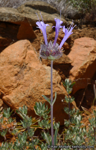 Image of fragrant sage