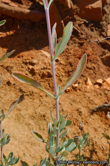 Salvia clevelandii (A. Gray) Greene resmi