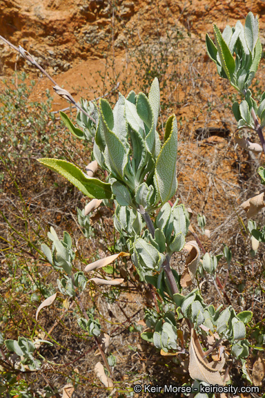 Salvia clevelandii (A. Gray) Greene resmi